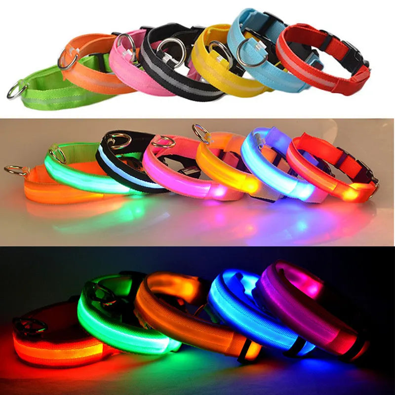 NightGlow collar on dog at night